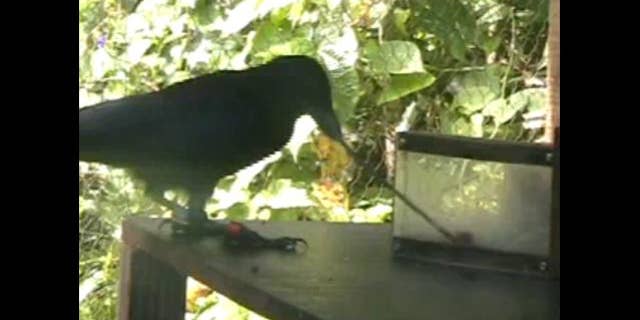 New research shows that crows are smart enough to solve multi stage problems, here shown using a stick to retrieve a piece of food.