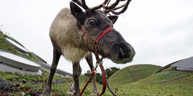 Not Rudolph.