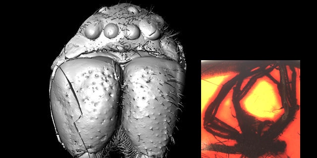 This is Eusprassus crassipes, a fossil huntsman spider in almost 50 million-year-old Baltic amber (shown in inset), as revealed by modern techniques of X-ray computed tomography.