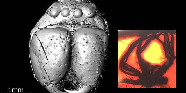 This is Eusprassus crassipes, a fossil huntsman spider in almost 50 million-year-old Baltic amber (shown in inset), as revealed by modern techniques of X-ray computed tomography.
