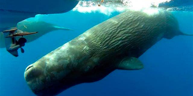 Sperm whales swim in the waters off the the coast of Dana Point, Calif.