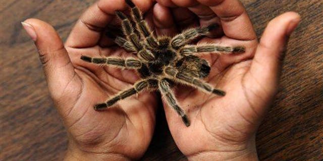 A second grader holds a tarantula in Tennessee, Friday, March 1, 2013.