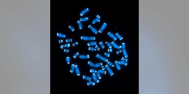 The 46 human chromosomes, where DNA resides and does its work.