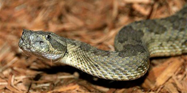 A new study shows snakes lost their limbs to burrow in the ground, not to swim in the sea.