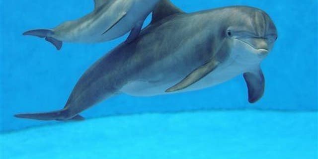 بحث جديد يقول الدلافين "حديث" لبعضهم البعض كبشر.  تُظهر صورة الملف هذه تابيكو ، وهو دلفين قاروري الأنف يبلغ من العمر 31 عامًا ، وعجلها البالغ من العمر 8 أسابيع في حديقة حيوان بروكفيلد في بروكفيلد ، إلينوي.