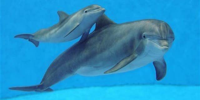 New research says dolphins "talk" to each other like humans. This file photo shows Tapeko, a 31-year-old bottlenose dolphin, and her 8-week-old calf at Brookfield Zoo in Brookfield, Ill.