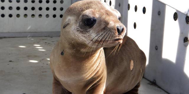 This photo provided by Peter Wallerstein of Marine Mammal Rescue shows a sea lion pup at a MMR facility in the Playa Del Rey area of Los Angeles Sunday, April 19, 2015. It's one of two pups that were found on Dockweiler State Beach just west of Los Angeles International Airport. Witnesses say another pup was abducted from Dockweiler by four people who wrapped the pup in a blanket and left in a car around 3:20 a.m. early Sunday. This pup was found hiding there a short time later. The rescued pup weighs about 25 pounds and is probably 10 months old, said Wallerstein.(Peter Wallerstein/Marine Mammal Rescue via AP)