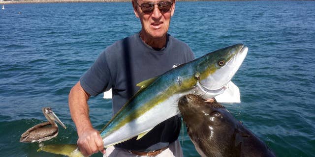 This Sunday, April 5, 2015 photo by Trish Carlin shows Dan Carlin holding a recently-caught yellowtail at the moment a sea lion leaped up to grab the fish - and him - at Mission Bay in San Diego. Carlin, of San Diego, is still recovering more than three weeks after a sea lion leaped 7 feet from the water, locked onto his hand holding the fish and then yanked him overboard. Carlin told The Associated Press on Wednesday, April 29, 2015 that his wife, Trish, had just told him to smile for the photo on their 29-foot boat when he was pulled overboard, smashed into the boat’s side and then dragged some 20 feet underwater before being released more than 15 seconds later. (Trish Carlin via AP)
