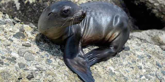 LOS ANGELES, CA - APRIL 05:  A stranded and malnourished juvenile sea lion pup sits on the rocks of White Point Park waiting to get rescued by Peter Wallerstein of Marine Animal Rescue on April 5, 2013 in the San Pedro area of  Los Angeles, California. The sea lion pup, which weighed only 25 pounds, was transported to Marine Mammal Care Center at Fort MacArthur for rehabilitation. All along the California coast, sea lions have been getting stranded in great numbers since January for reasons unknown. The National Oceanic and Atmospheric Adminstration estimates that in the first three months of 2013, more than 900 malnourished sea lions have been rescued in the region compared to 100 during the same time period one year ago. Officials have declared an "unusual mortality event" for the California sea lion, a designation that prompts immediate federal response.  (Photo by Kevork Djansezian/Getty Images)