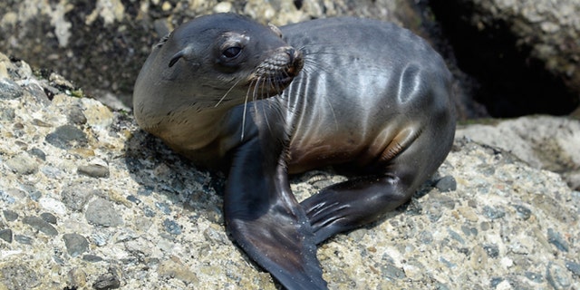 LOS ANGELES, CA - APRIL 05: A stranded and malnourished juvenile sea lion pup sits on the rocks of White Point Park waiting to get rescued by Peter Wallerstein of Marine Animal Rescue on April 5, 2013 in the San Pedro area of Los Angeles, California. The sea lion pup, which weighed only 25 pounds, was transported to Marine Mammal Care Center at Fort MacArthur for rehabilitation. All along the California coast, sea lions have been getting stranded in great numbers since January for reasons unknown. The National Oceanic and Atmospheric Adminstration estimates that in the first three months of 2013, more than 900 malnourished sea lions have been rescued in the region compared to 100 during the same time period one year ago. Officials have declared an "unusual mortality event" for the California sea lion, a designation that prompts immediate federal response. (Photo by Kevork Djansezian/Getty Images)