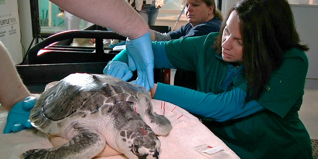 May 20, 2013: Acupuncturist Claire McManus treats a sea turtle, which was injured after getting stranded on Cape Cod during a prolonged exposure to cold weather, at the New England Aquarium's animal care center in Quincy, Mass.