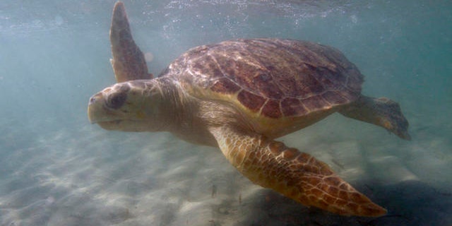 A loggerhead sea turtle named Big Red heads to open water after workers from Miami Seaquarium, released it Tuesday, Nov. 21, 2006 at Bill Baggs Cape Florida State Park in Key Biscayne, Fla. Big Red, who was rescued from Red Tide on the West Coast of Florida, was one of seven injured or sick sea turtles that were rehabilitated and returned to the wild Tuesday. (AP Photo/Wilfredo Lee)