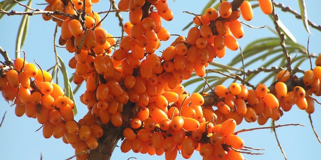 Sea buckthorn shrub.