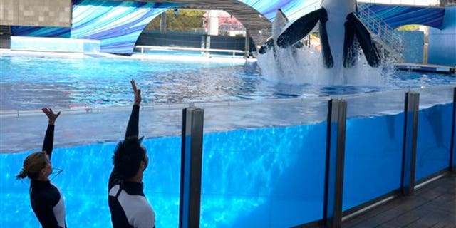 March 7: SeaWorld's theme parks are slowly working to get trainers back in the water one year after the 6-ton orca named Tilikum drowned a trainer.