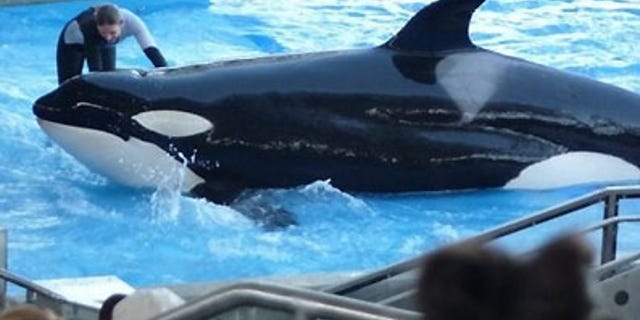 An unidentified trainer works with a killer whale during the "Believe" show at Sea World in Orlando, Florida/Reuters