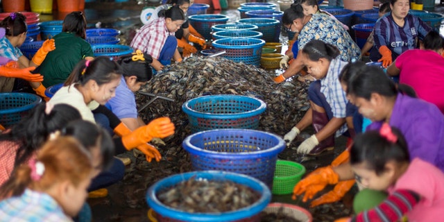 Sept. 3, 2015 photo, female workers, wearing a yellow-white cosmetic paste known as thanka on their cheeks, sort shrimp at a seafood market in Mahachai, Thailand.