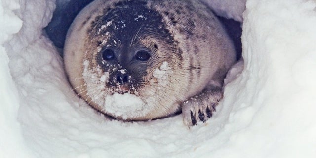 A ringed seal peaks out from its snow cave.