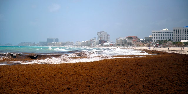 Large quantities of seaweed blanket the beach in the Mexican resort city of Cancun, Mexico, Wednesday, July 15, 2015. The seaweed invasion, which appears to have hit most of the Caribbean this year, is generally considered a nuisance and has prompted some hotel cancellations from tourists but scientists consider washed-up seaweed an important part of the coastal eco-system and plays a role in beach nourishment although some scientists have also associated the large quantities of seaweed this year in the Caribbean region with higher than normal temperatures and low winds, both of which influence ocean currents, and they draw links to global climate change. (AP Photo/ Israel Leal)