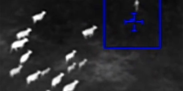 Long farm of the law: Jennifer Kaufman can be seen getting corralled by the herd of cattle