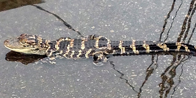 June 10, 2013: Joe Malseed shows a juvenile alligator in water in the roadway near a sewer grate in the Fishtown section of Philadelphia.