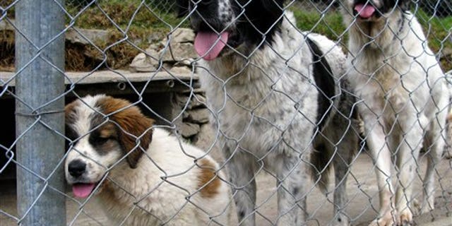 In this Dec. 18, 2013 photo, mucuchies pups anticipate feeding time at a farm near Merida, Venezuela. The mucuchies is closely related to another mountain dog, the Pyrenean Mastiff, which was brought to the New World by the Spanish conquistadores and used to herd sheep. (AP Photo/Ricardo Nunes)
