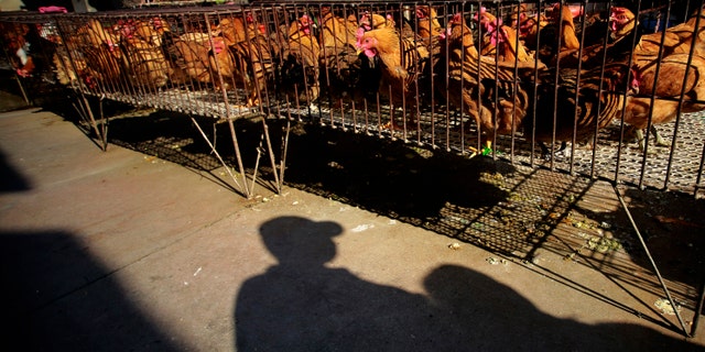 A vender stands near chicken cages at a chicken whole sale market in Shanghai, China. China's financial capital, Shanghai, on Tuesday activated an emergency response plan following the recent deaths of two men from a lesser-known strain of bird flu.