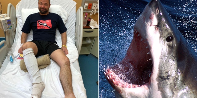 Andrew Newman recovering after the shark attack (Andrew Newman/SWNS.com)/Undated file photo of a great white shark (REUTERS/Seachangetechnology)