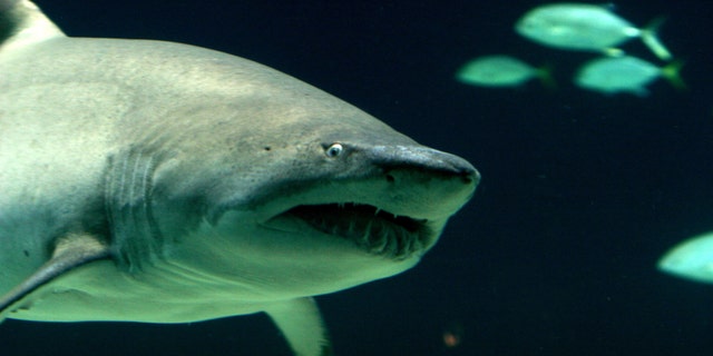 Joshua Seguine, of LaGrangeville, N.Y., was arrested Tuesday for allegedly keeping seven live sandbar sharks in an aboveground pool in his home. (A file image of a sandbar shark is pictured)