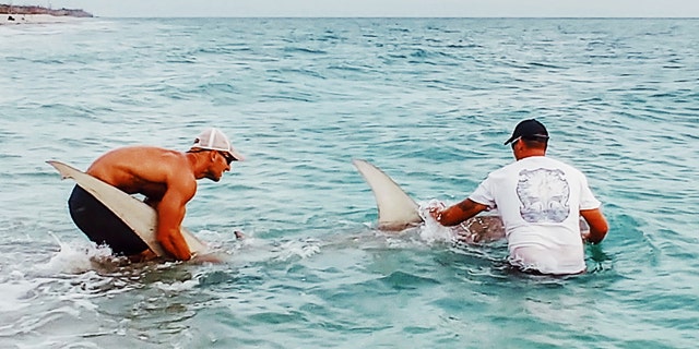 Shark wrangler catches 12-foot hammerhead off Florida beach, gets more  attention for his abs | Fox News