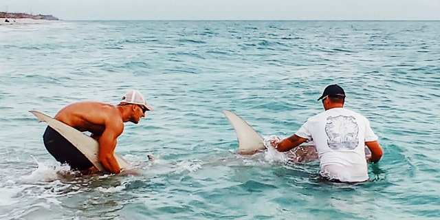 Sudal has caught and release more than 500 sharks since he became a shark hunter four years ago.