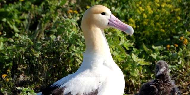 A short-tailed albatross, seen in 2007 at Midway Island in the North Pacific.