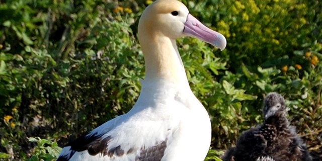 A short-tailed albatross, seen in 2007 at Midway Island in the North Pacific.