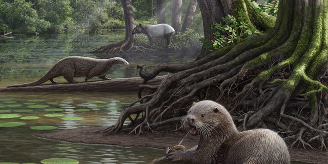 The wolf-size otter lived in a shallow swamp surrounded by thick vegetation.