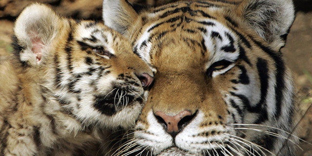 A male Siberian Tiger cub nuzzles up to his mother in the exhibition area at the Pittsburgh Zoo and Aquarium in 2006.