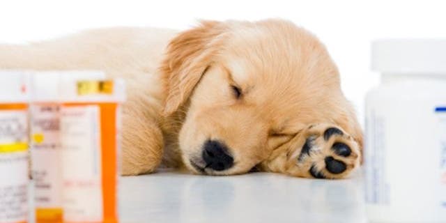 The FDA estimates that thousands of dogs in the U.S. have become sick in the past six years after eating pet jerky from China.