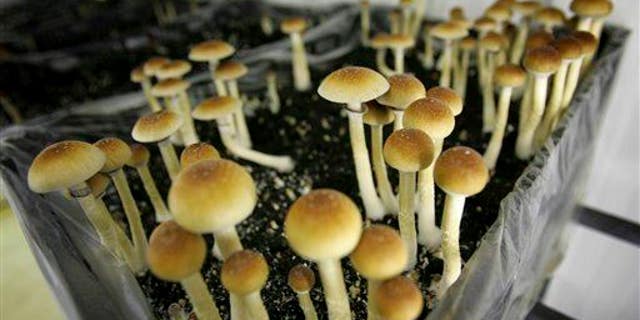 Magic mushrooms are seen in a grow room at the Procare farm in Hazerswoude, central Netherlands on this Aug. 3, 2007 file photo.