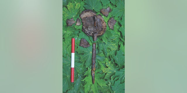 A smashed cranium and a wooden stake (Photograph: Fredrik Hallgren)