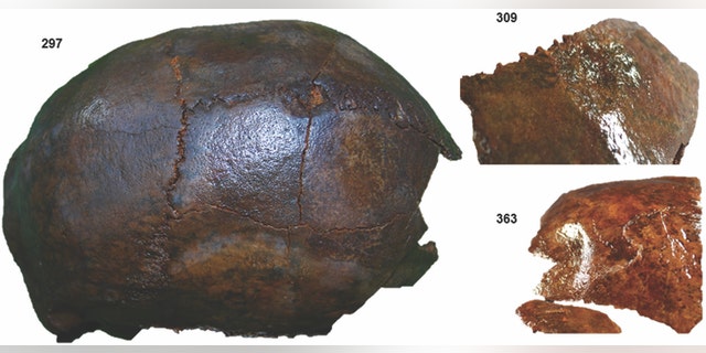 Examples of blunt force trauma on the skulls discovered at Kanaljorden. (Photograph: Sara Gummesson and Fredrik Hallgren/Antiquity)
