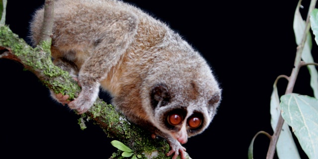 July 19: Researchers say they photographed the rare A Horton Plains slender loris, sitting on a forest branch in a mountain forest in central Sri Lanka. The primate was thought to have been extinct for more than 60 years.