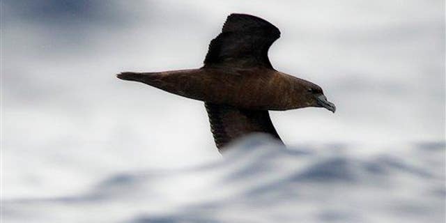 A petrel flies over the waves about 25 miles south of Fiji's remote island of Gau.