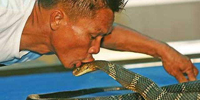 Snake charmer Khum Chaibuddee plants a kiss on a king cobra at Ripley's Believe It or Not Museum in Pattaya, Thailand.