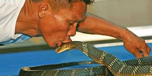 Snake charmer Khum Chaibuddee plants a kiss on a king cobra at Ripley's Believe It or Not Museum in Pattaya, Thailand.