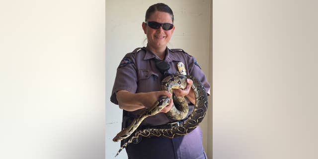 In this Sept. 13, 2014 photo released by the Nampa Police Dept., animal control officer Kimberly Mink holds a boa constrictor that went missing and was found in Nampa, Idaho. The 9-foot Columbian boa constrictor named Trinity that escaped its southwest Idaho cage was found after two days on the loose. Trinity didn't appear to have traveled far after being spotted Sunday in the garage that holds the snake's cage. Jittery neighbors with small pets and children went on alert after the owner reported to Nampa police on Saturday that the snake disappeared Friday afternoon and hadn't eaten for three weeks. (AP Photo/Nampa Police Dept.)