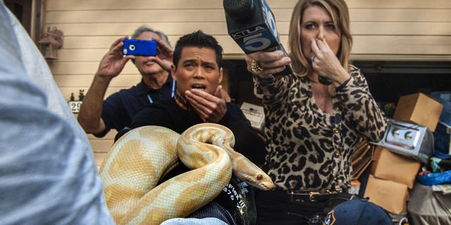 January 29, 2014: While interviewing Sondra Berg, Santa Ana Police Animal Services supervisor, television reporters Bobby DeCastro, from FOX11, and Wendy Burch, of KTLA 5 plug their noses to avoid the stench emanating from the house with of dead and decaying snakes in Santa Ana, Calif. Berg holds an albino ball python that was one of the surviving snakes in the home. (AP Photo/The Orange County Register, Bruce Chambers)