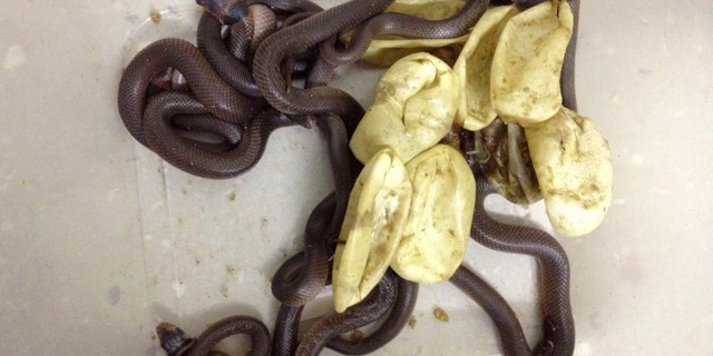 Dec. 18, 2012: Eastern brown snakes sit in a deep tub after hatching in Townsville, northern Queensland, Australia.