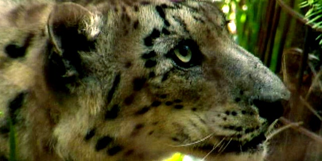 A snow leopard, one of the rarest animals on the planet, on the prowl.