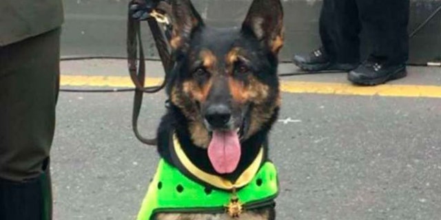 The powerful Colombian drug gang Urabeños put a hit out for Sombra, a 6-year-old German shepherd, who recently sniffed out more than 22,000 pounds of the gang's cocaine supply.