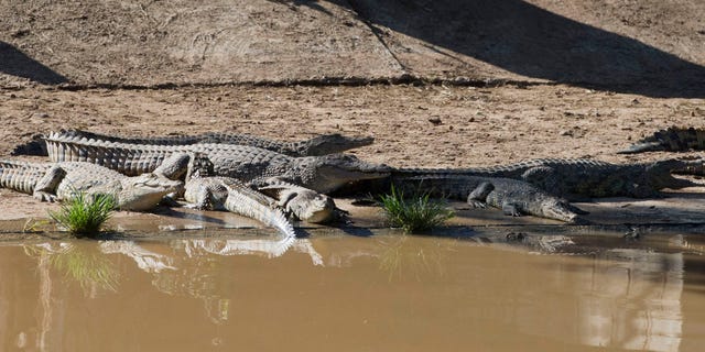 Jan. 23, 2013 - Recaptured crocodiles back safely on the farm they escaped from, at Pontdrif, South Africa, near the Botswana border.