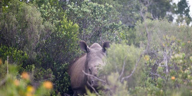 This handout photo from the Kariega Game Reserve taken Tuesday, Jan. 13, 2015 shows rhino poaching survivor Thandi with her newly born calf in the Kariega Game Reserve near Port Elizabeth, in the eastern Cape Province. Thandi, was rescued in March 2012 after poachers hacked off her horn, and left her to bleed to death along with two male rhinos. (AP Photo/Adrian Steirn, Kariega Game Reserve) NO ARCHIVE.