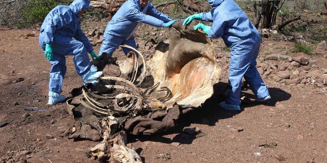 Nov. 20, 2014: In this file photo, investigators open the decomposed corpse of a poached rhino in search of forensic evidence, on the border with neighboring Mozambique near Skukuza, South Africa. (AP)